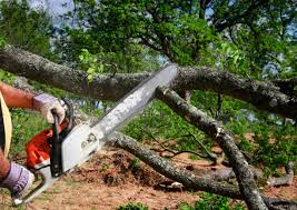 Why Choose Our Tree Removal Services in Tuba City, AZ?